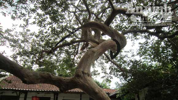 Cây[-]ổi[-]được[-]trả[-]100[-]triệu[-]đồng[-]ở[-]Hà[-]Tĩnh,[-]Chuyện[-]lạ,[-]Phi[-]thường[-]-[-]kỳ[-]quặc,[-]